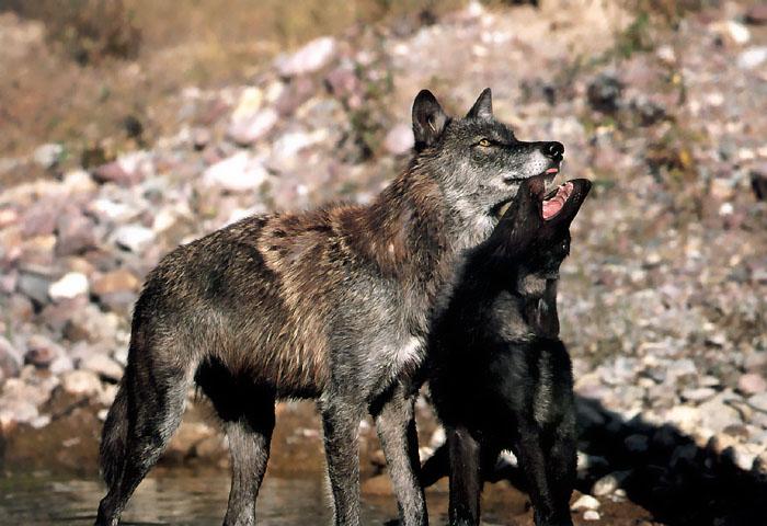 p-wolf24-Gray Wolf-mom and black cub.jpg