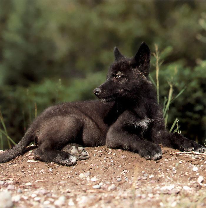 p-wolf25-Gray Wolf-black cub.jpg