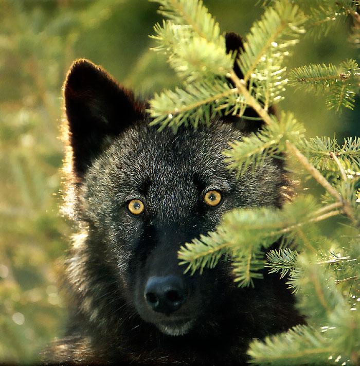 p-wolf26-Gray Wolf-black wolf face.jpg