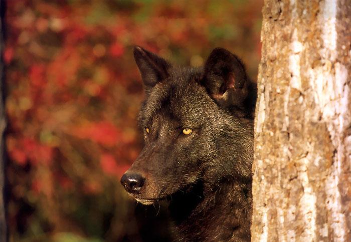 p-wolf27-Gray Wolf-black wolf face.jpg