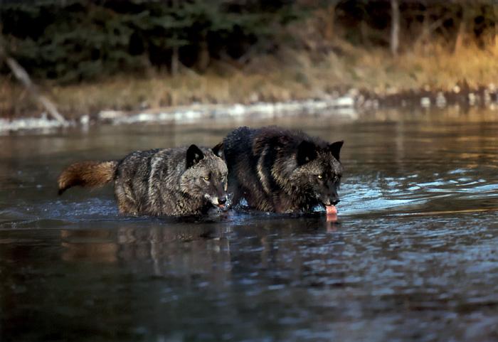 p-wolf40-Gray Wolf-two black in water.jpg