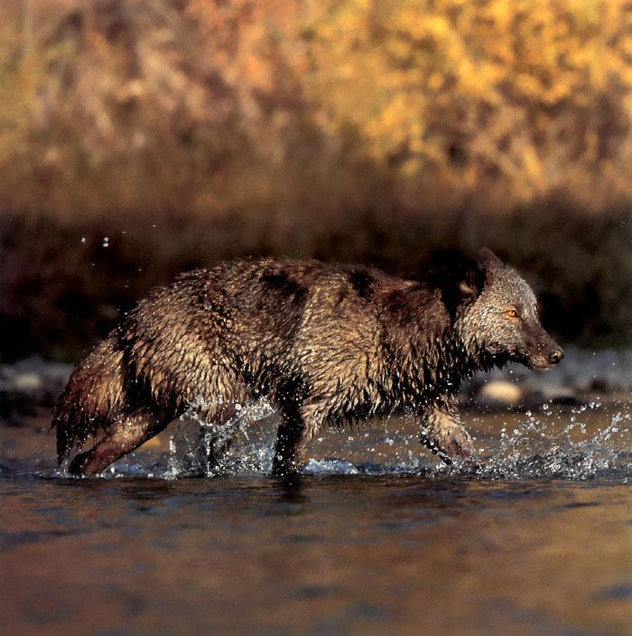 p-wolf41-Gray Wolf-black in water.jpg
