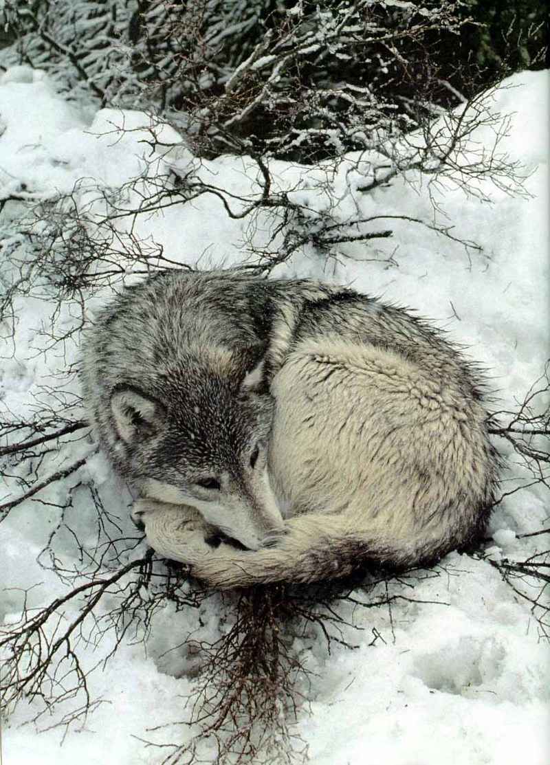 Sawtooth7-Gray Wolf-Rests on snow.jpg