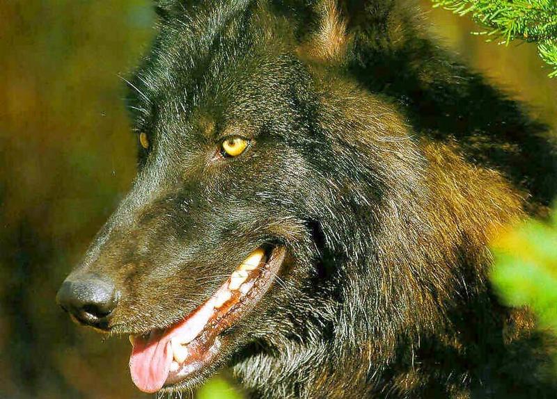 wolf ao-Gray Wolf-black furred-face closeup.jpg