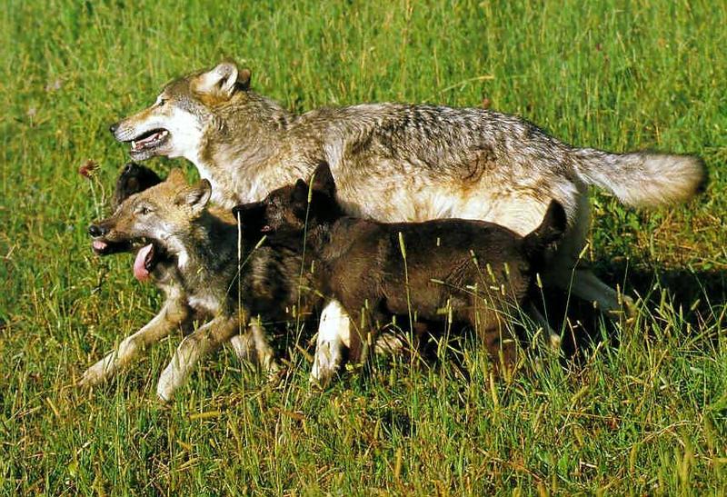 wolf ap-Gray Wolf-family-mom and babies runs on grassland.jpg