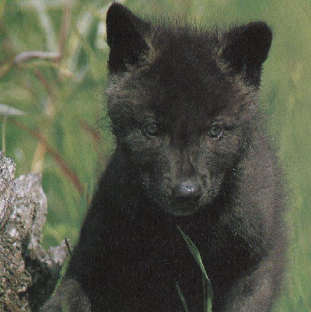 wolf23-Gray Wolf-black-furred cub-closeup.jpg