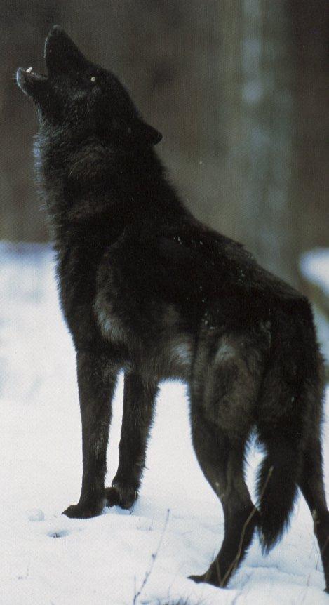 wolf5-Gray Wolf-black furred-howling on snow.jpg