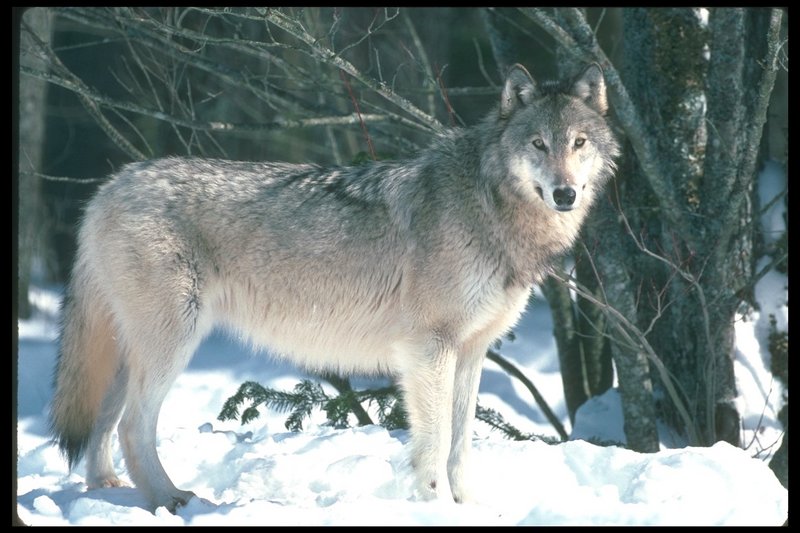 110000-Gray Wolf-Standing On Snow.jpg
