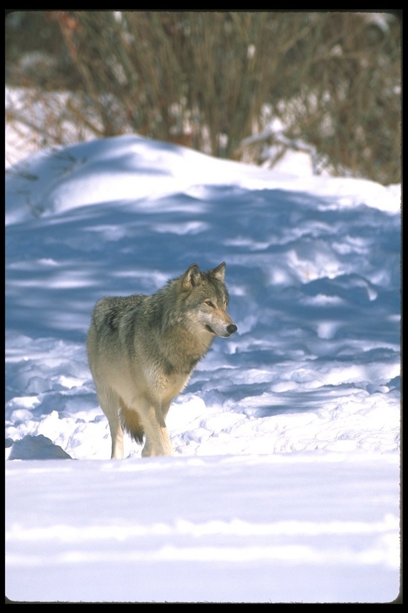 110002-Gray Wolf-walking on snow.jpg