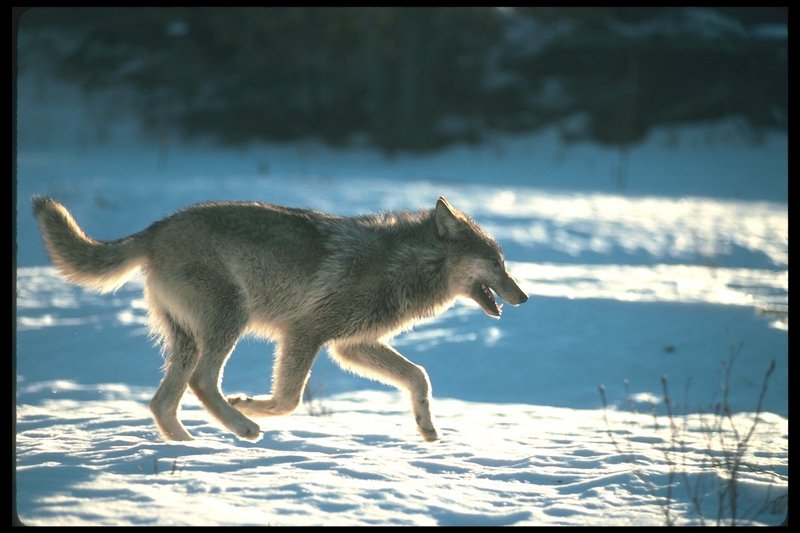 110003-Gray Wolf-happy running on snow.jpg
