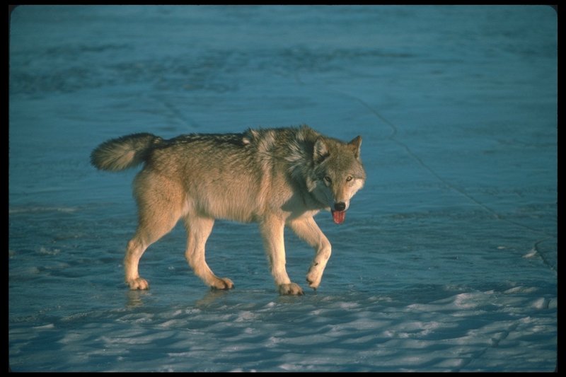 110004-Gray Wolf-walking on ice snow.jpg