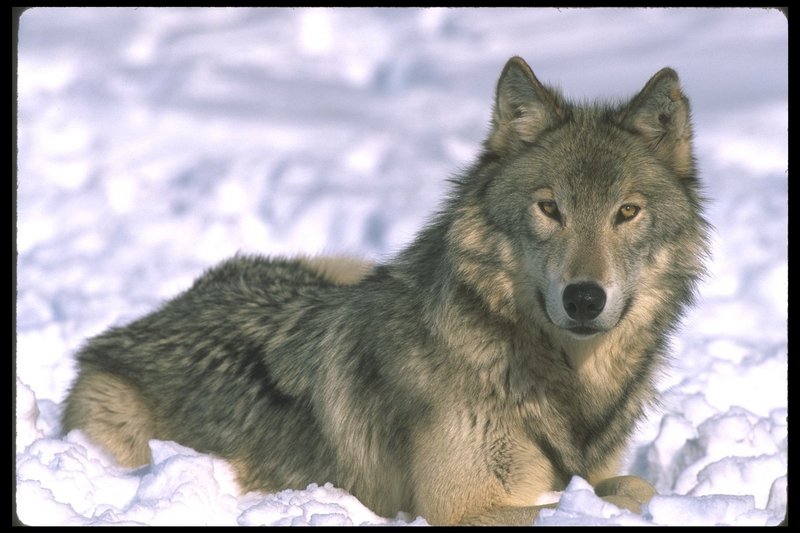 110006-Gray Wolf-sitting on snow.jpg