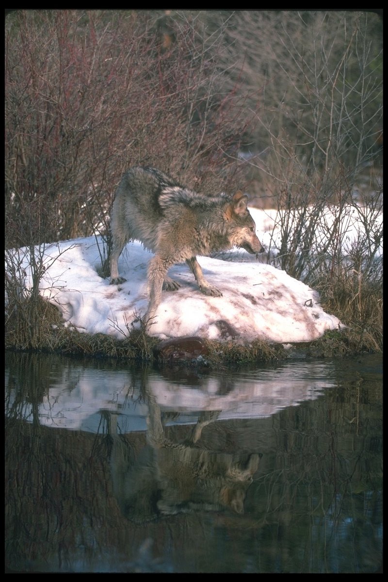 110007-Gray Wolf-By The Stream-Mirror.jpg