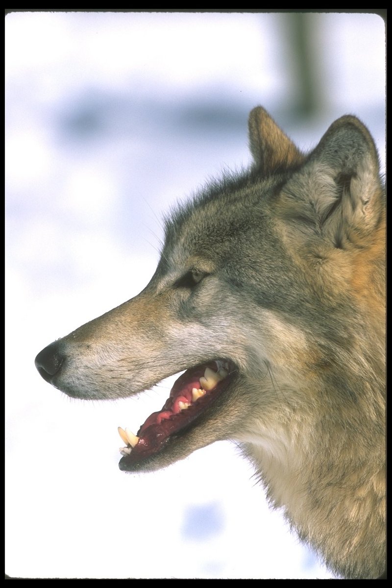 110008-Gray Wolf-face closeup.jpg