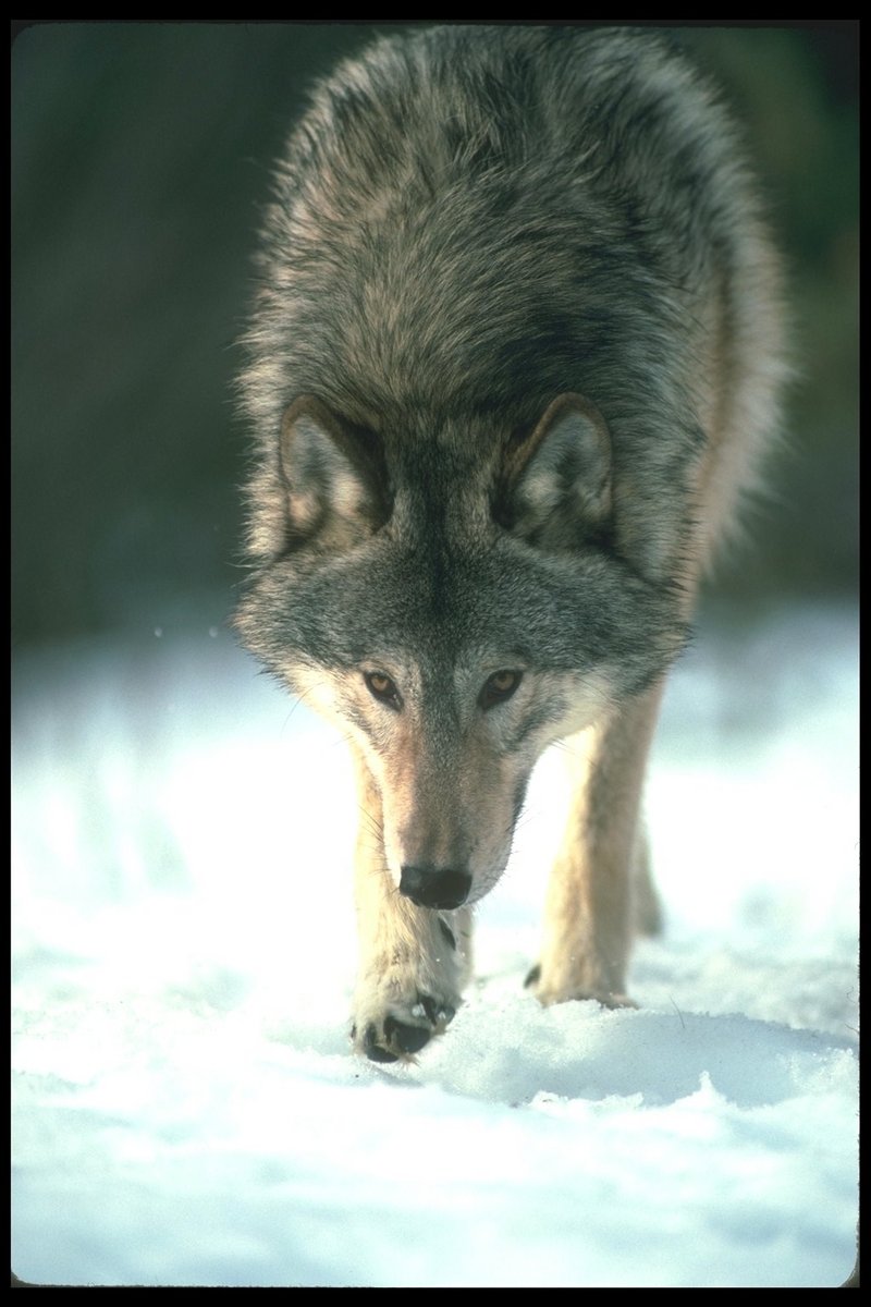 110009-Gray Wolf-walking on snow-closeup.jpg