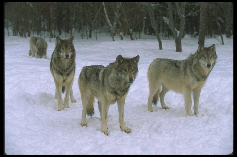 110010-Gray Wolf Pack-On Snow.jpg