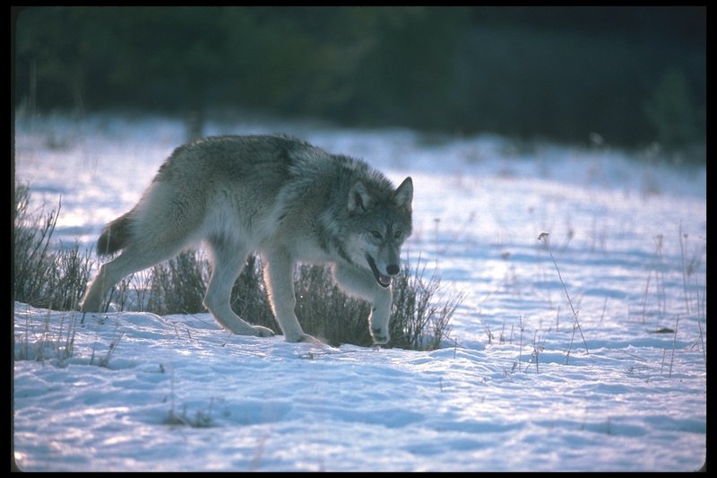 110011-Gray Wolf-walking on snow.jpg