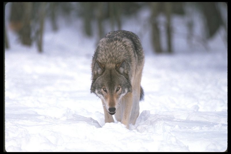 110012-Gray Wolf-RumpedWalking OnSnow.jpg