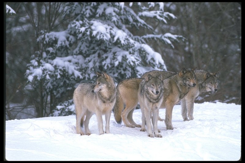 110013-Gray Wolf-pack lineup on snow.jpg