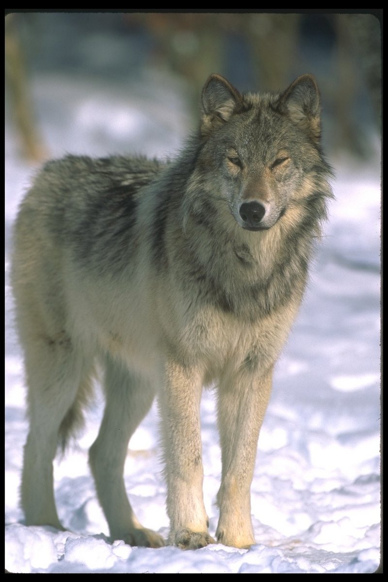 110014-Gray Wolf-Standing On Snow-Eyes Closed.jpg