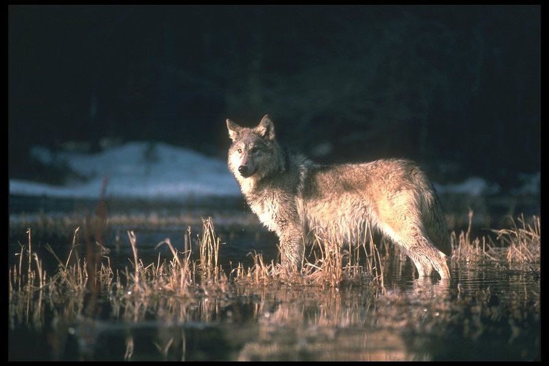 110016-Gray Wolf-standing in swamp.jpg