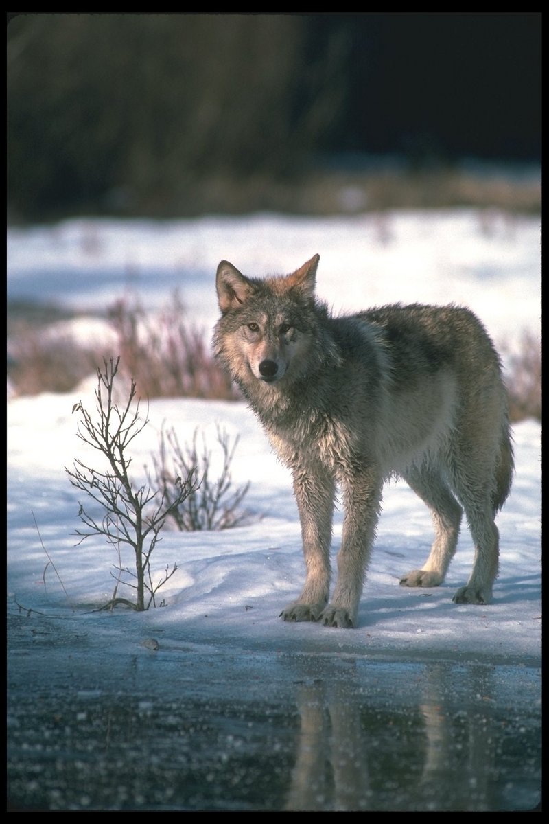 110017-Gray Wolf-By the stream-Standing OnSnow.jpg