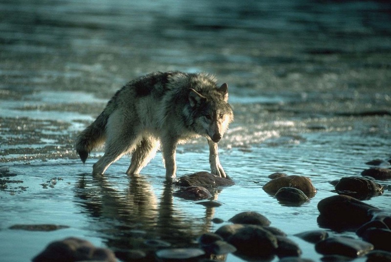 110018-Gray Wolf-standing in water.jpg