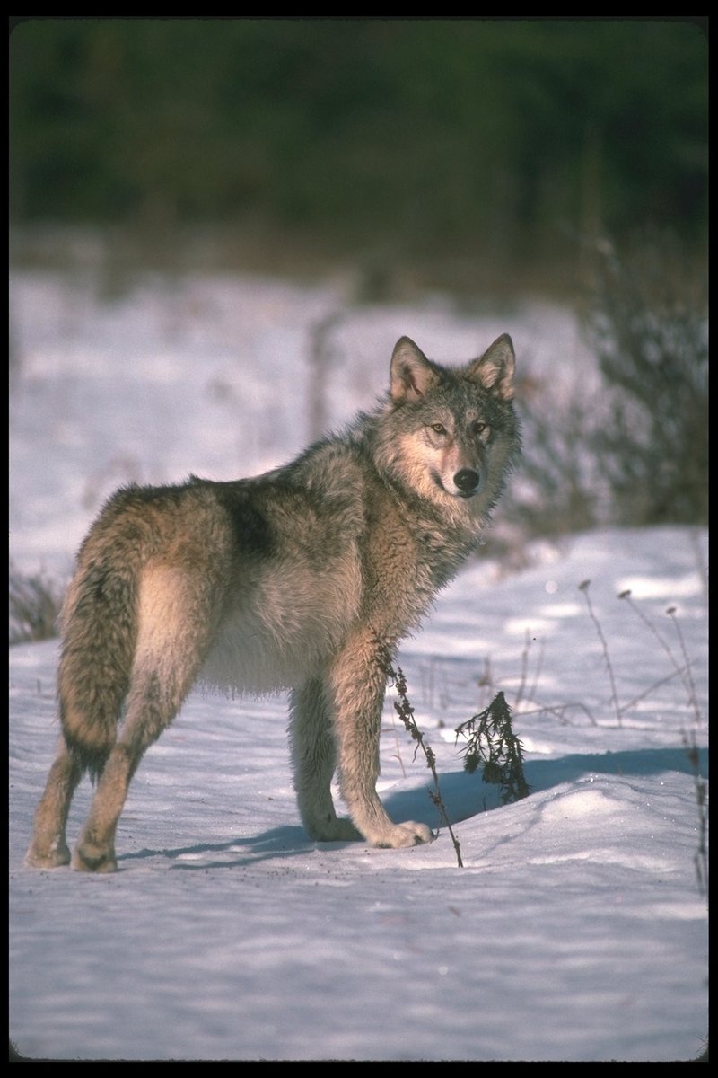 110019-Gray Wolf-standing on snow-portrait.jpg
