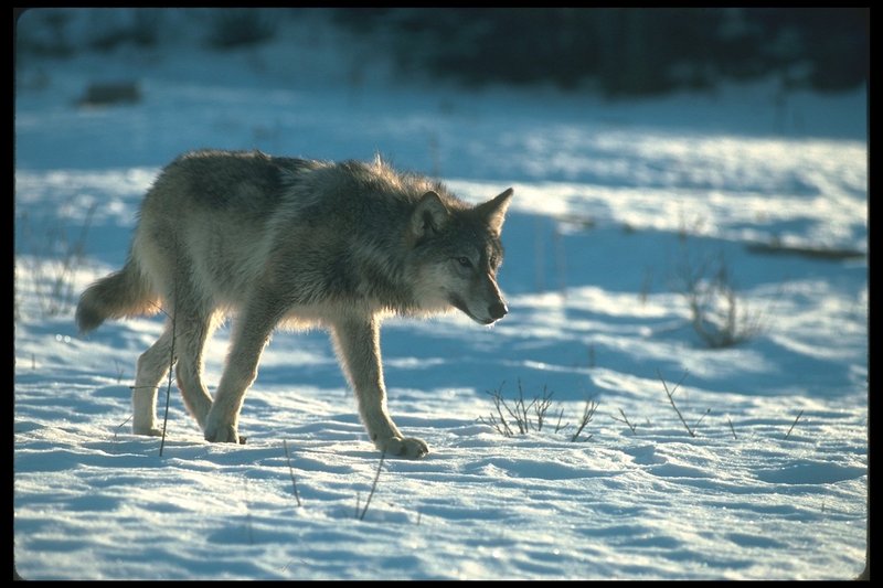 110020-Gray Wolf-slowly walking on snow.jpg