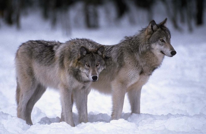 110021-Gray Wolf-pair standing on snow.jpg