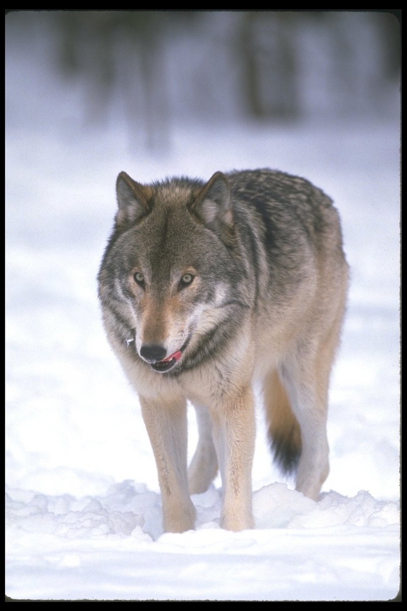 110022-Gray Wolf-portrait-standing on snow.jpg