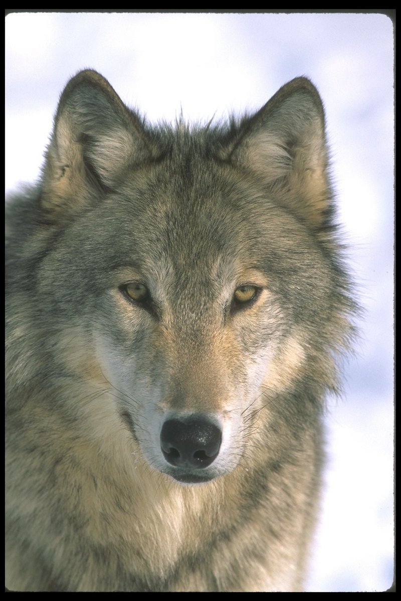 110024-Gray Wolf-face closeup.jpg