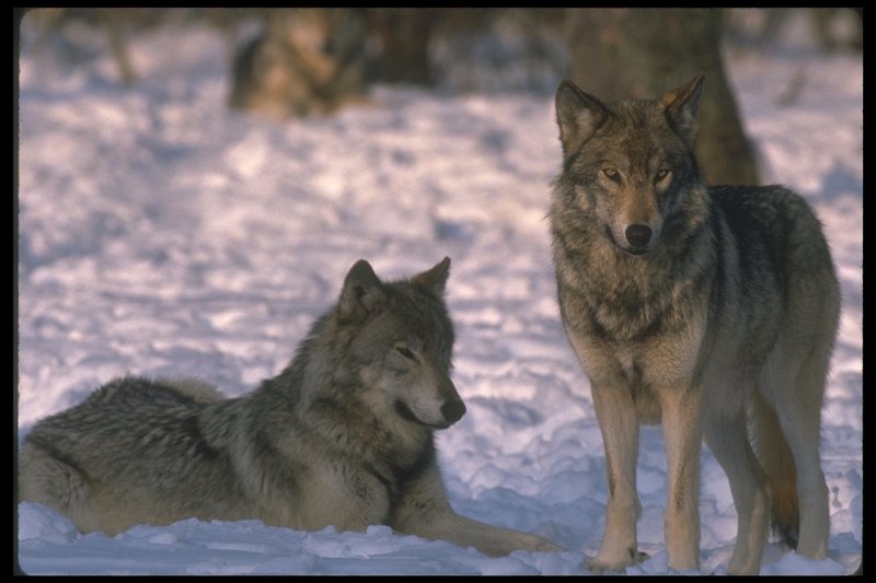 110025-Gray Wolf-pair on snow.jpg