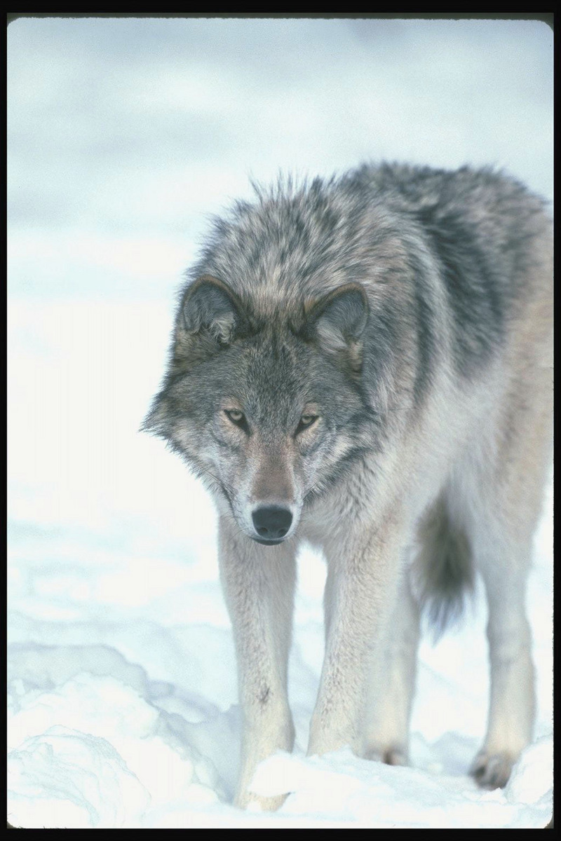 110026-Gray Wolf-portrait-standing on snow.jpg