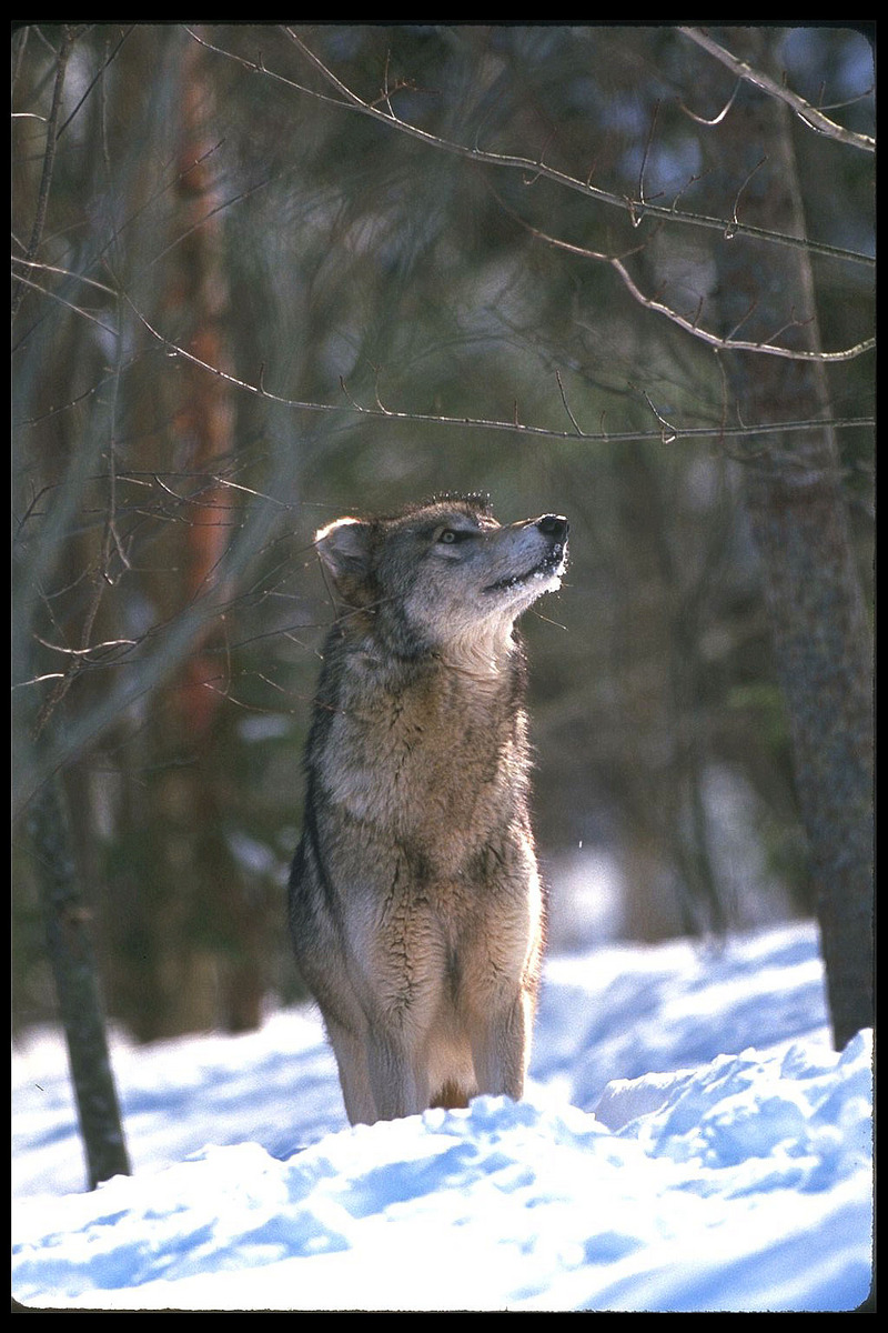 110027-Gray Wolf-looks above on snow.jpg