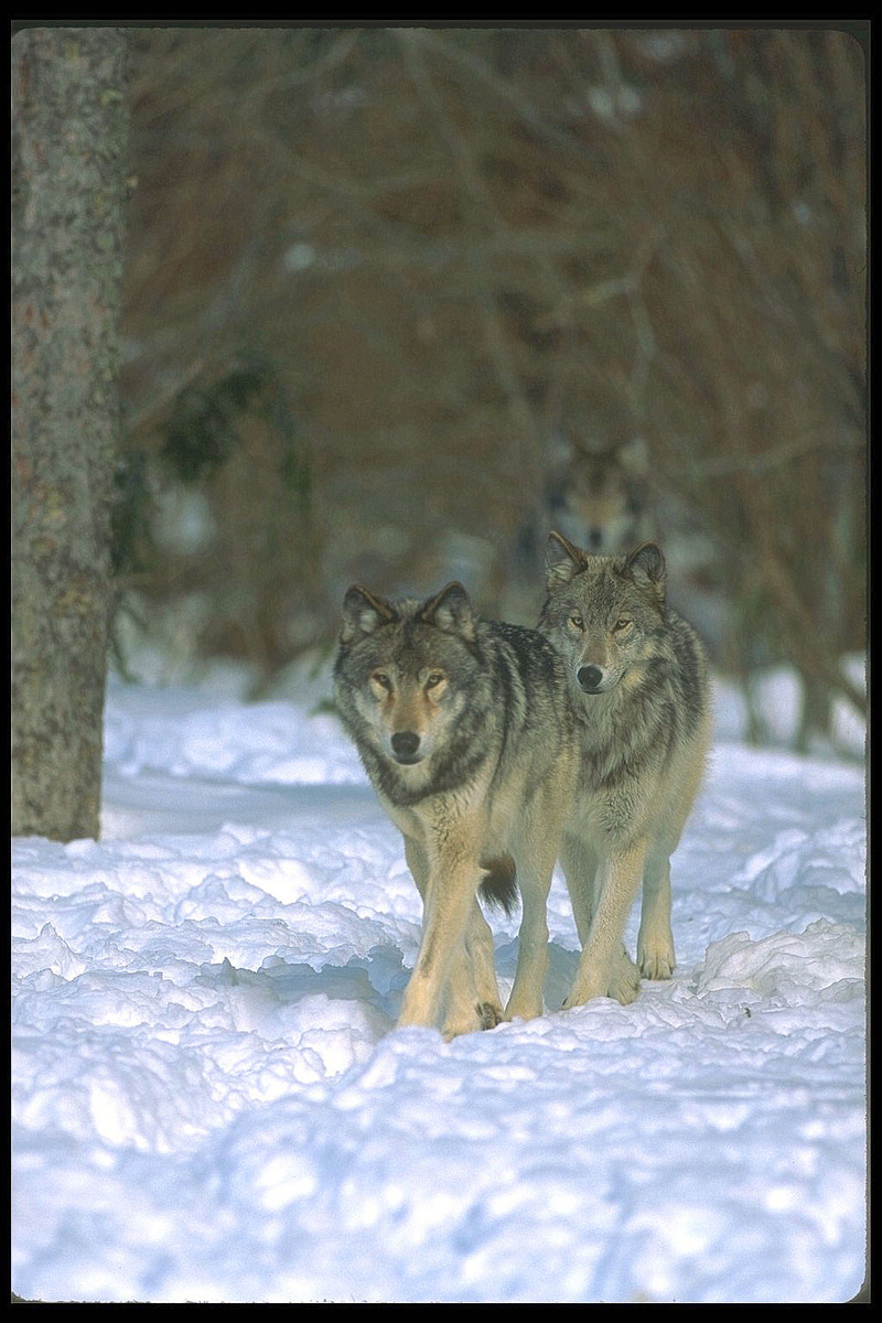 110028-Gray Wolf-pair walking on snow.jpg