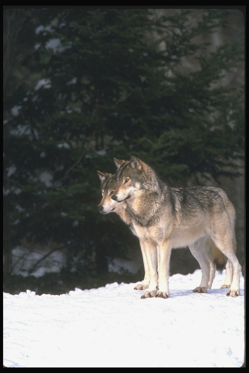 110029-Gray Wolf-pair standing on snow.jpg