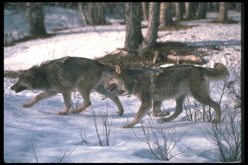 110030-Gray Wolf-pair attacking pose on snow.jpg