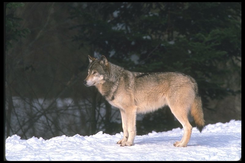110031-Gray Wolf-standing on snow-portrait.jpg