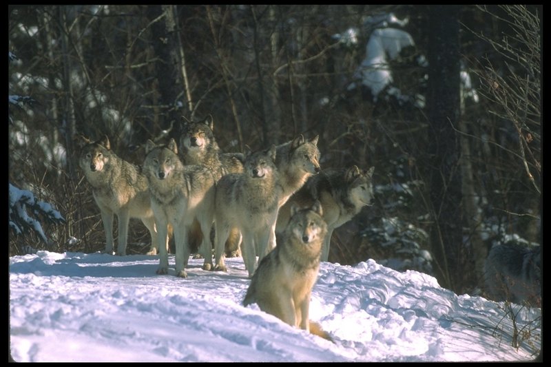 110032-Gray Wolf-pack resting on snow.jpg
