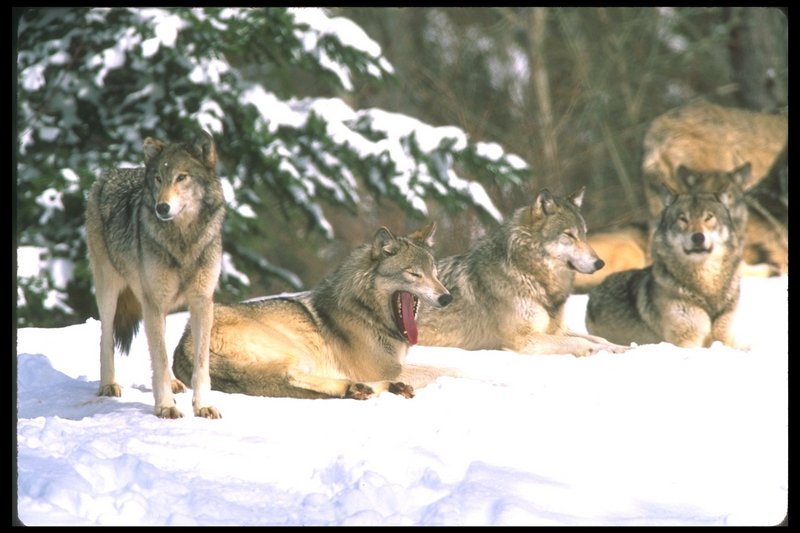 110033-Gray Wolf-resting pack on snow.jpg