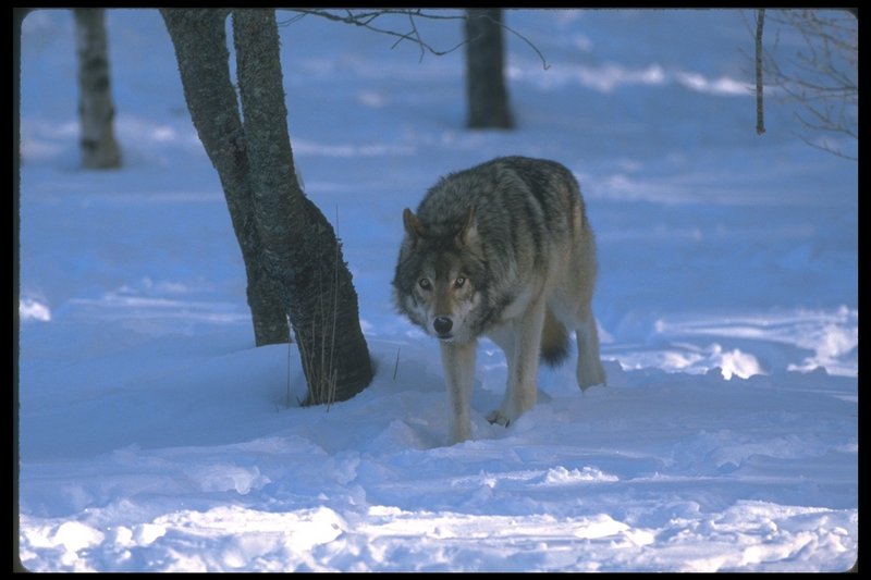 110034-Gray Wolf-walking on snow.jpg