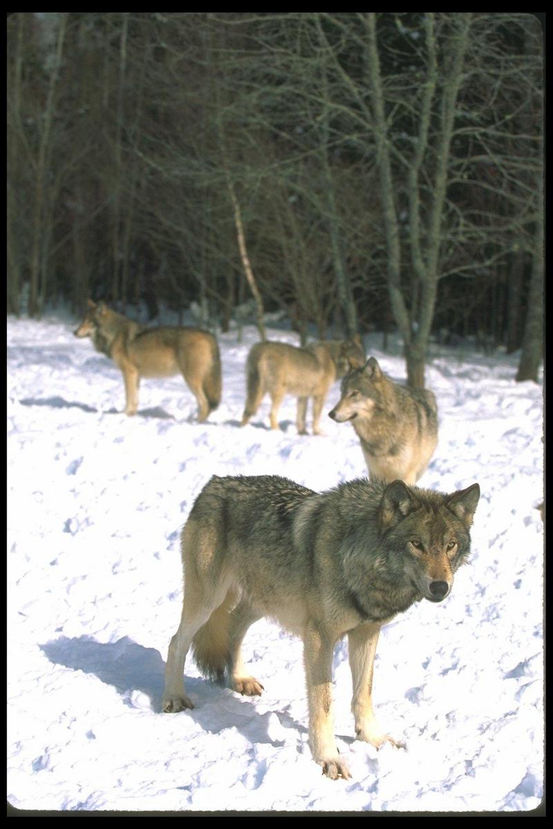 110035-Gray Wolf-pack arranged on snow.jpg