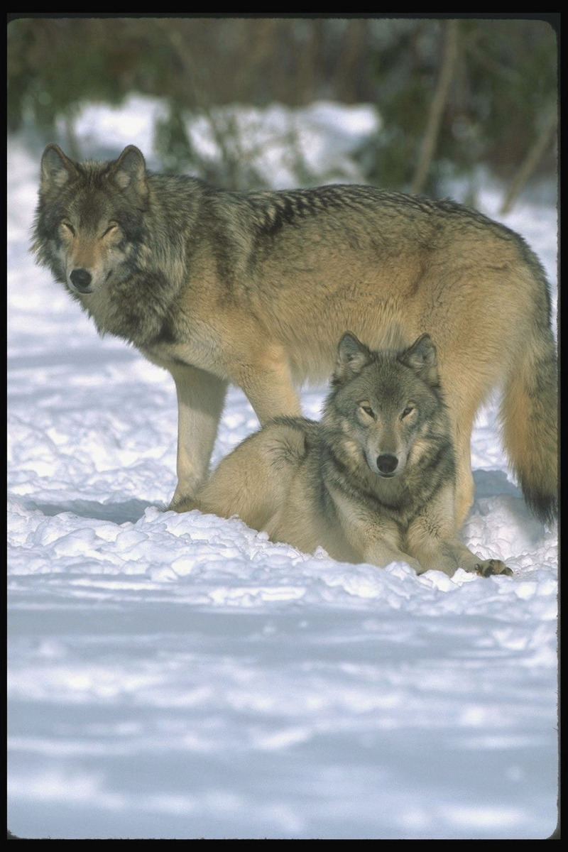 110036-Gray Wolf-pair resting on snow.jpg
