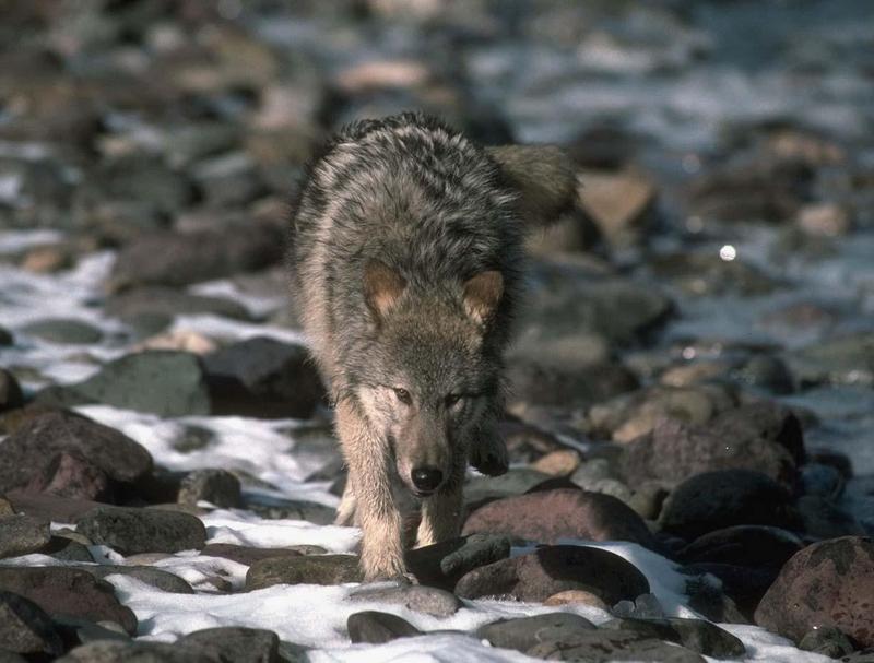 110037-Gray Wolf-walking on snow pebbles.jpg