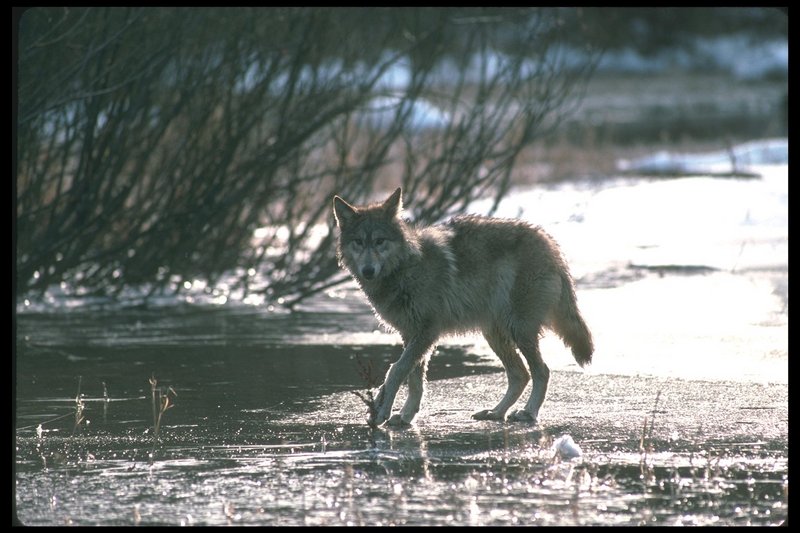 110038-Gray Wolf-careful walking on ice.jpg