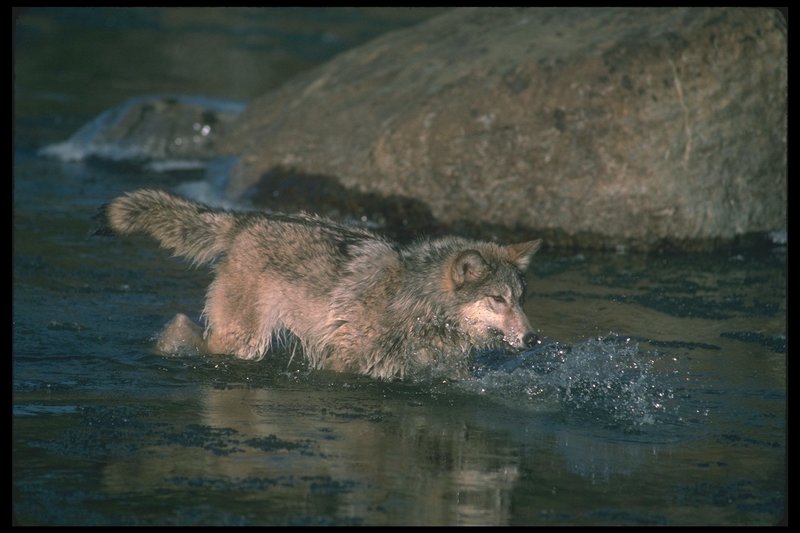 110039-Gray Wolf-runs in stream water.jpg