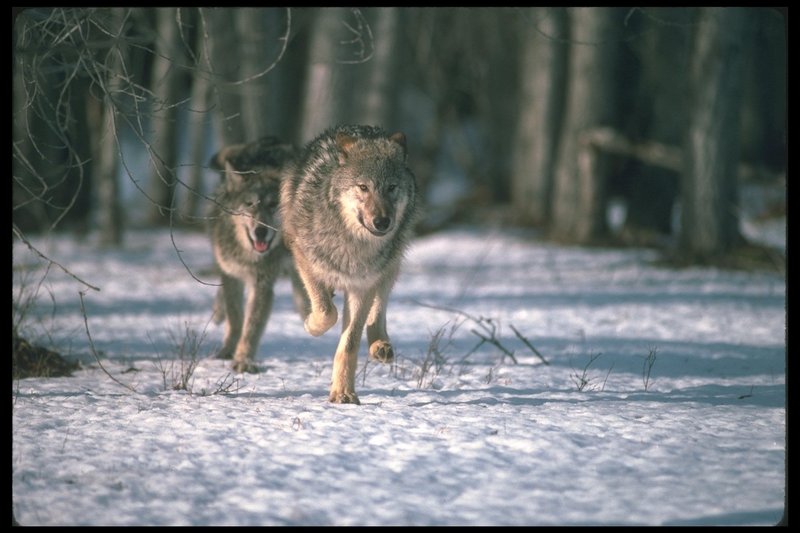 110040-Gray Wolf-pair runnning in snow forest.jpg