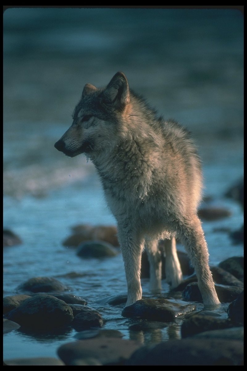 110041-Gray Wolf-standing in stream water.jpg