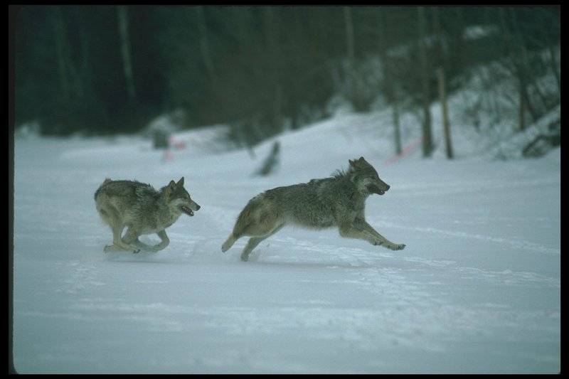 110042-Gray Wolf-pair fast running on snow.jpg